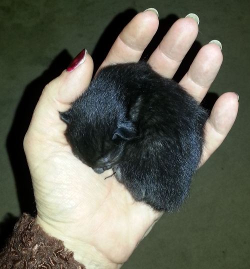 1 day old - sleeping in my hand